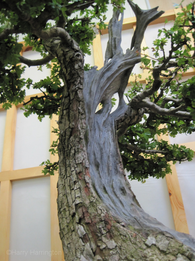 hawthorn bonsai